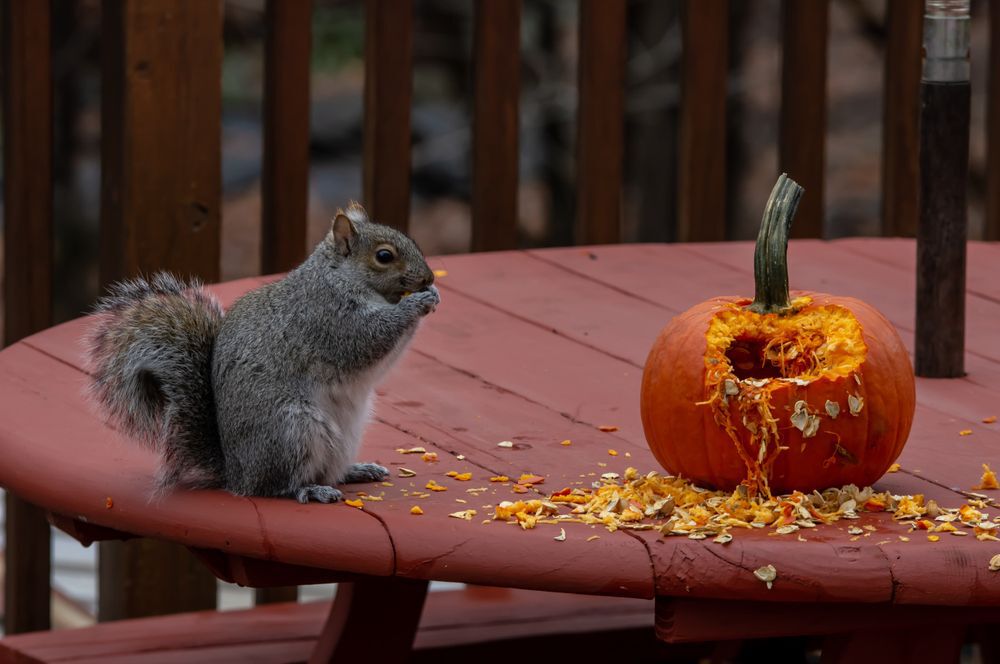 A squirrel sits on a table eating a small pumkin