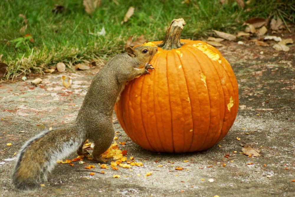 A squirrel chews on a pumpkin