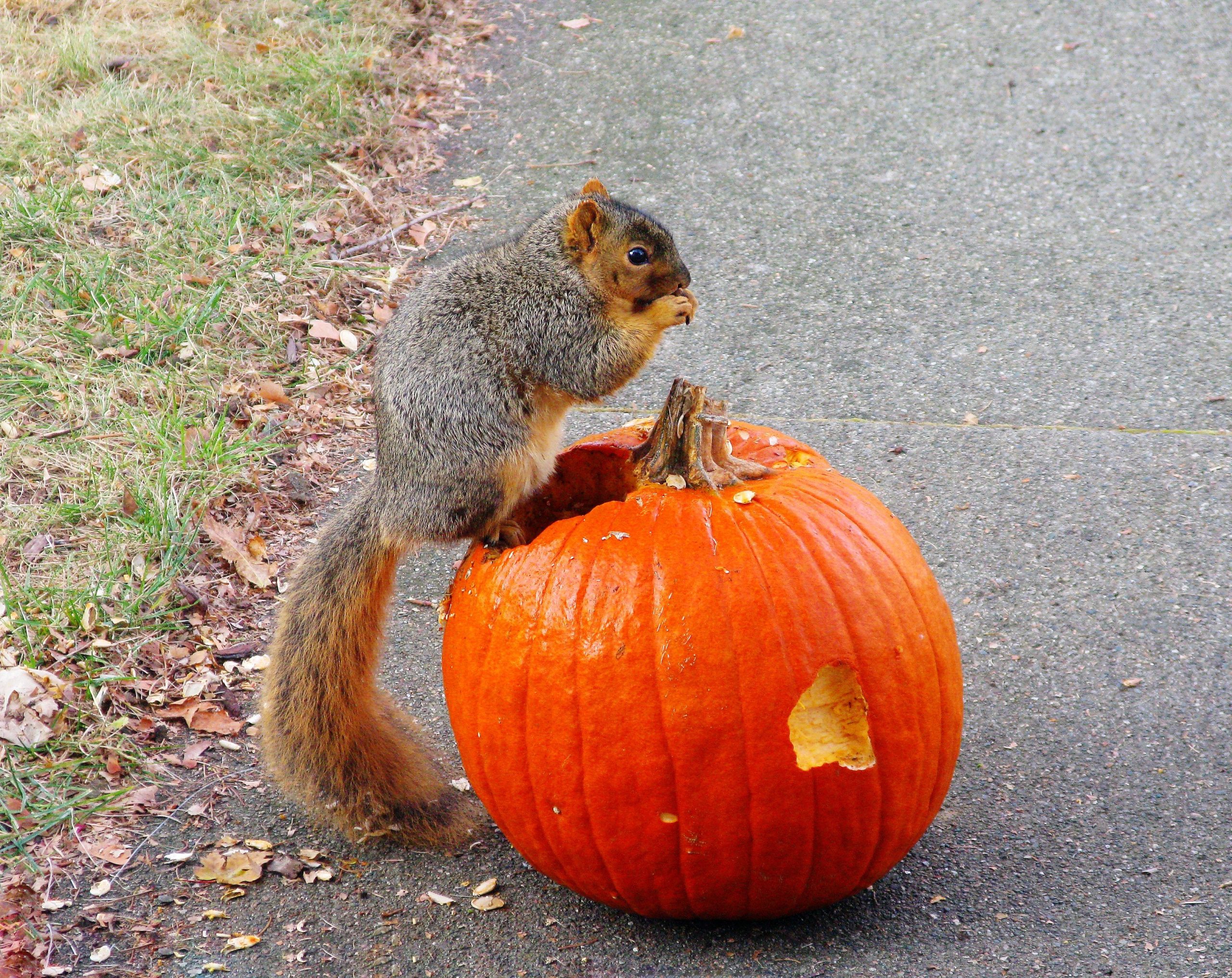 A squirrel eats a pumpkin