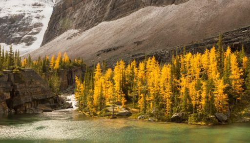 A-stand-of-golden-yellow-tamaracks-in-Yoho-National-Park-BC