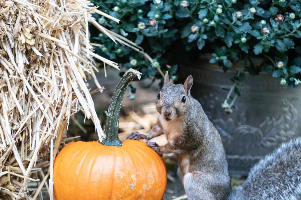 A squirrel stands on a pumpkin