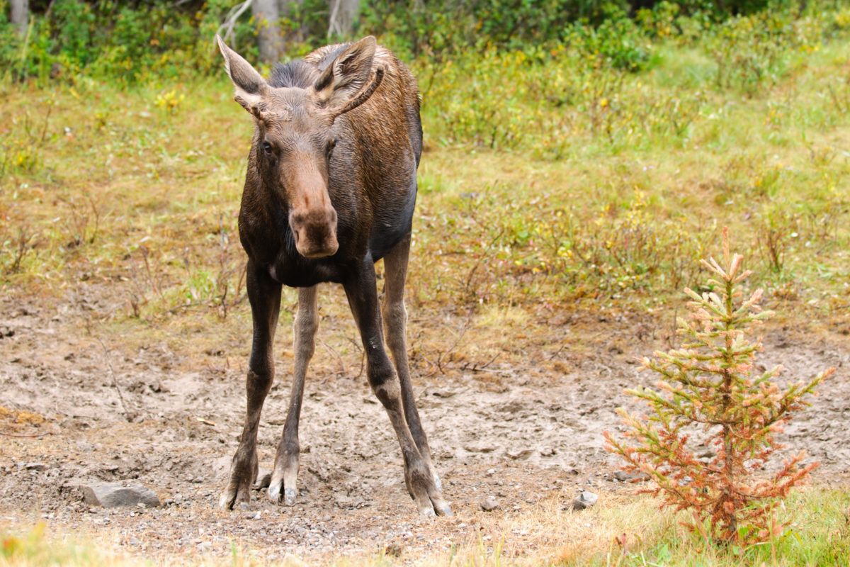 A-young-bull-moose-in-Kananaskis-County-Alberta