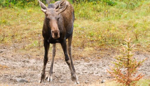 A-young-bull-moose-in-Kananaskis-County-Alberta