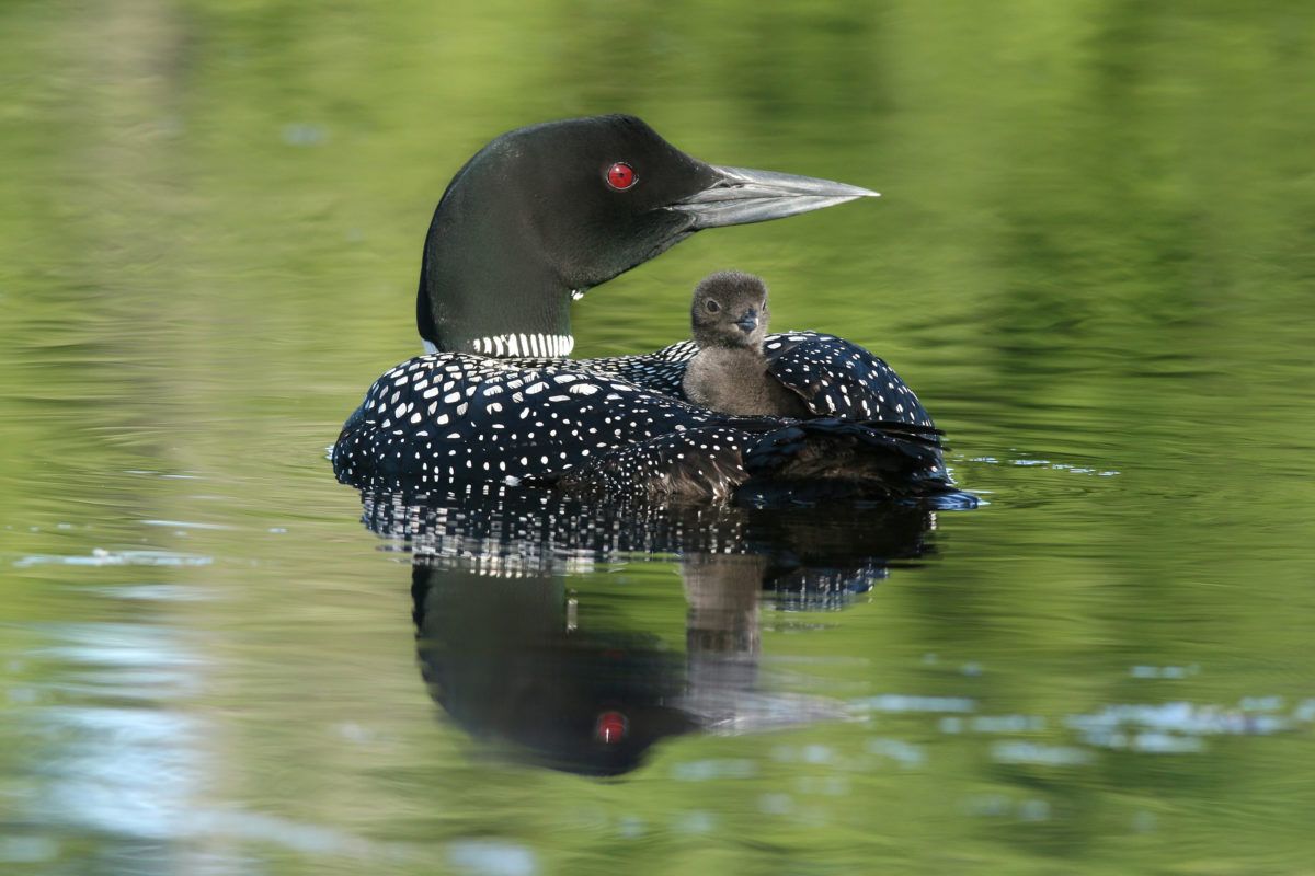 A common loon swimming with her loon chick