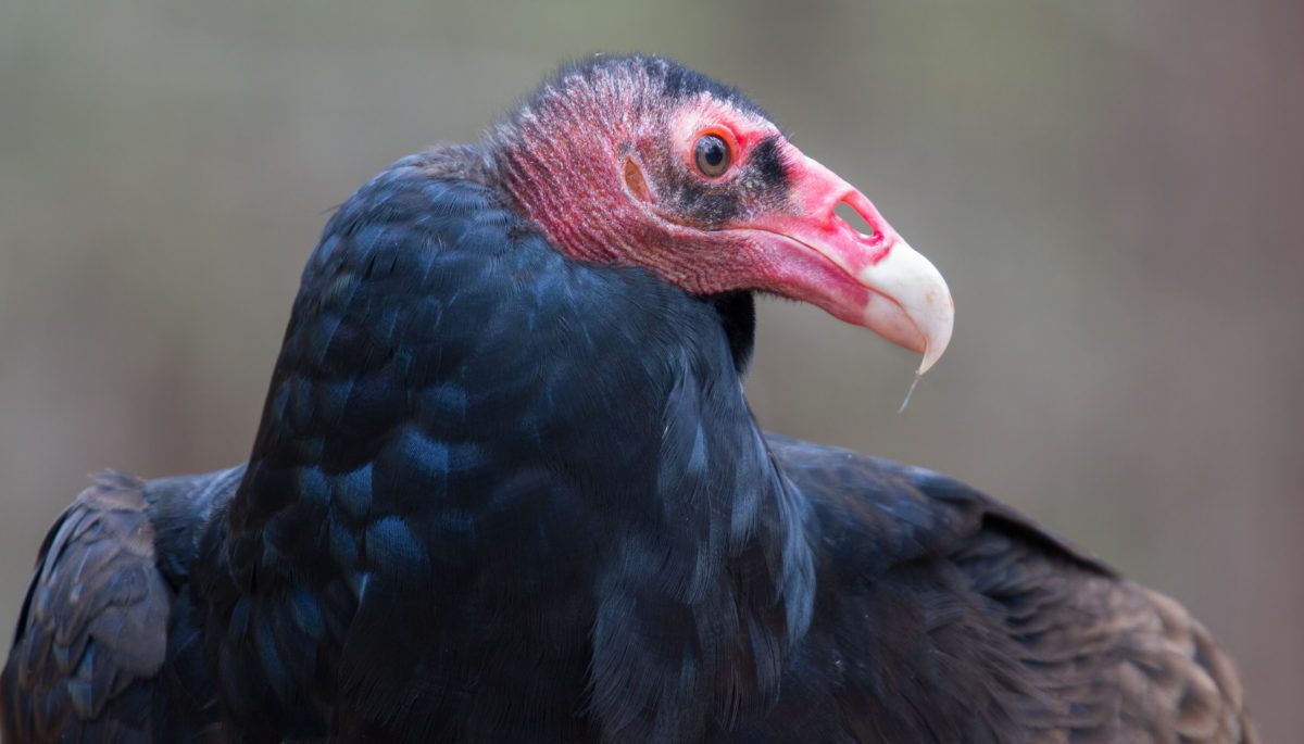 A-close-up-portrait-of-a-red-headed-turkey-vulture