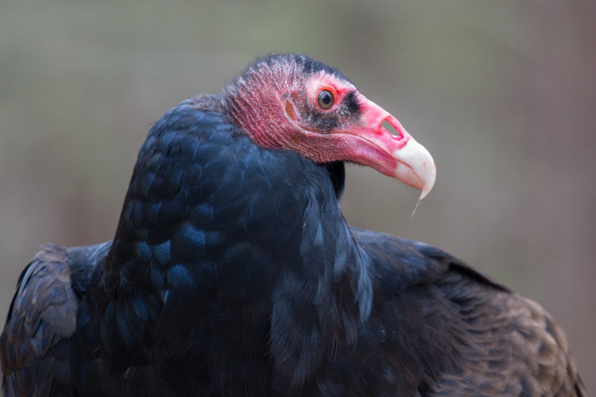 A-close-up-portrait-of-a-red-headed-turkey-vulture