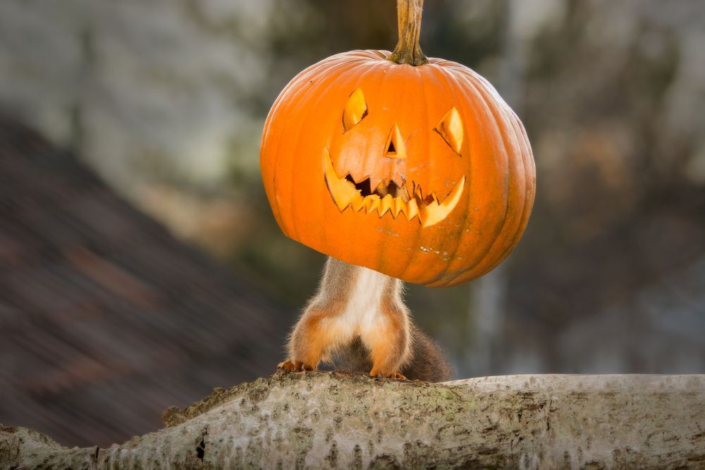 A squirrel looks like it's wearing a Jack O' Lantern