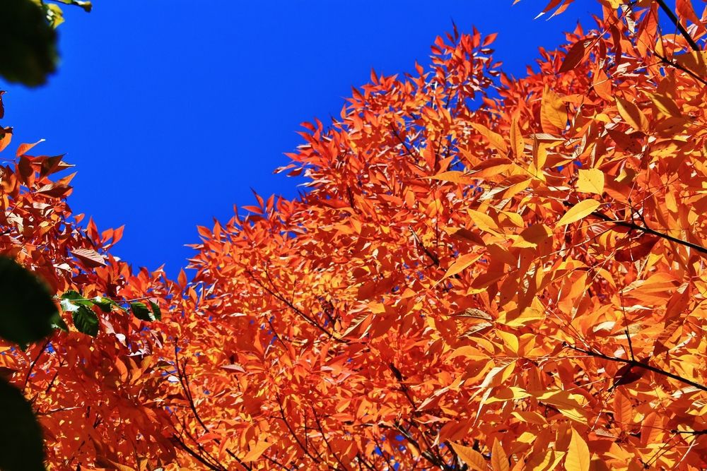 Orange leaves against a blue sky