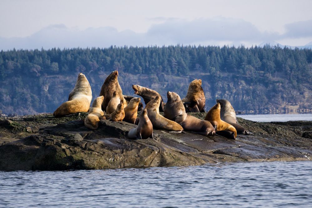 Sea lions sit on a rock in the ocean