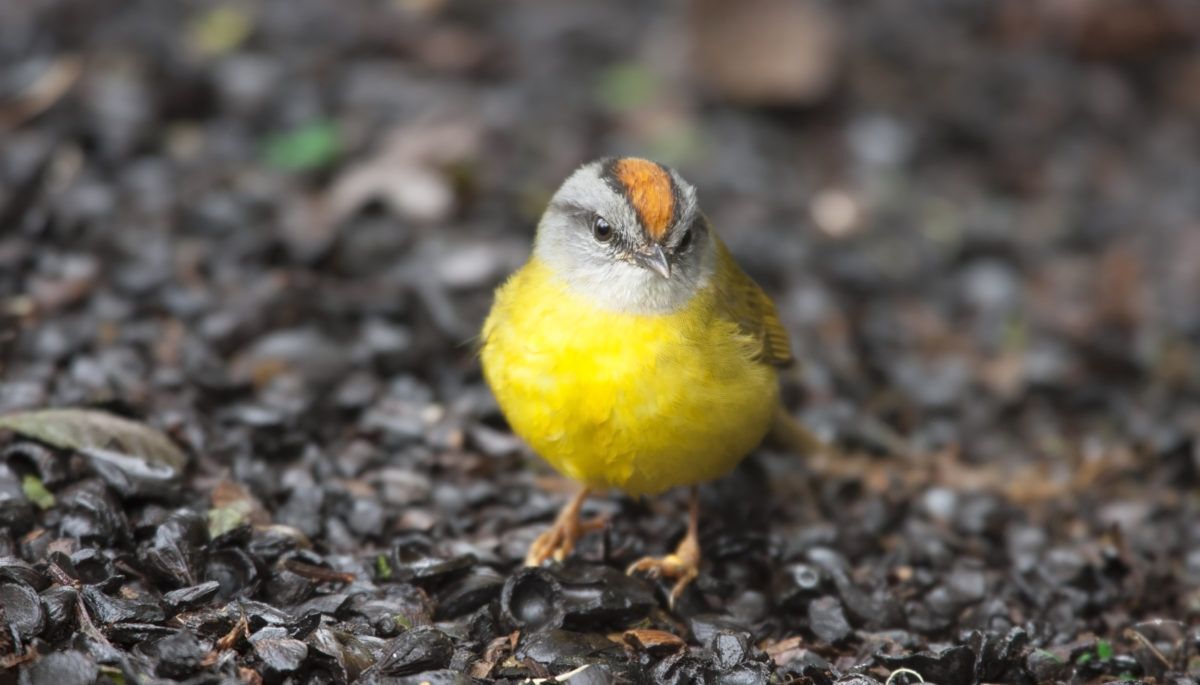 A russet-crowned Warbler (Basileuterus coronatus elatus), one of the birds with a steep decline in population at the top of the Peruvian Andes.
