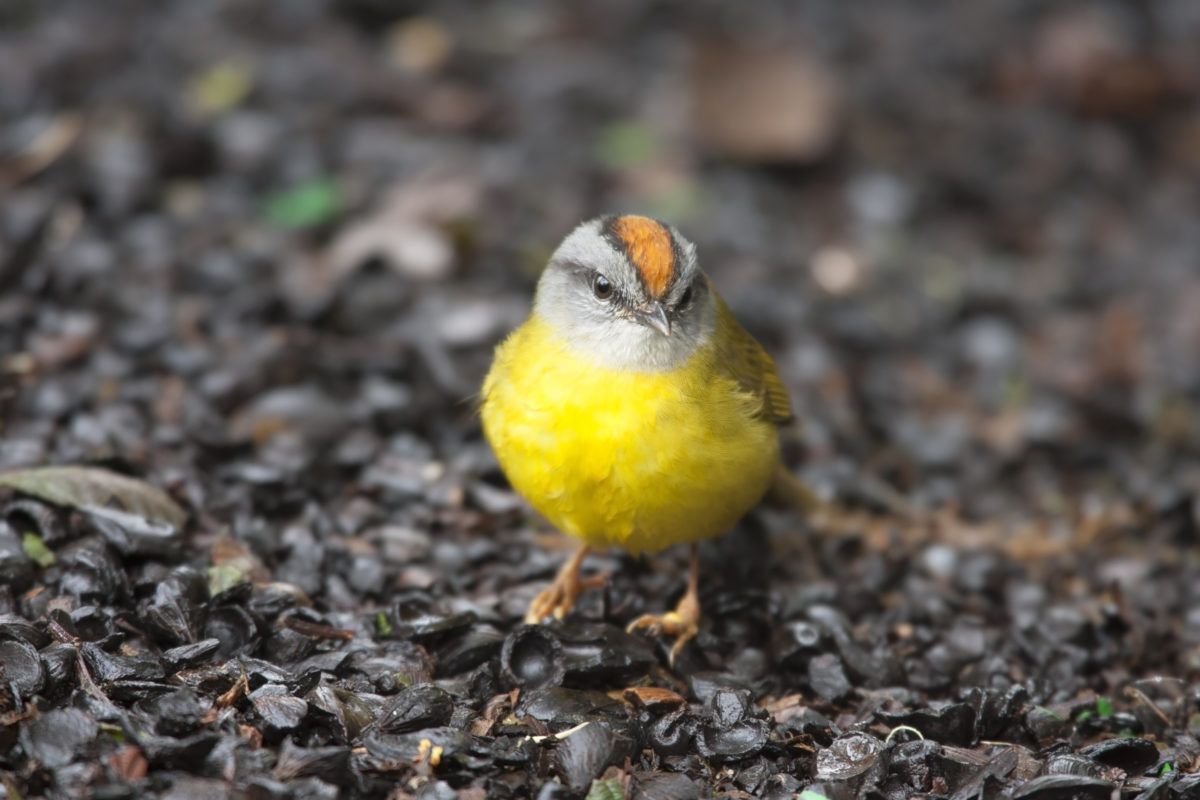 A russet-crowned Warbler (Basileuterus coronatus elatus), one of the birds with a steep decline in population at the top of the Peruvian Andes.