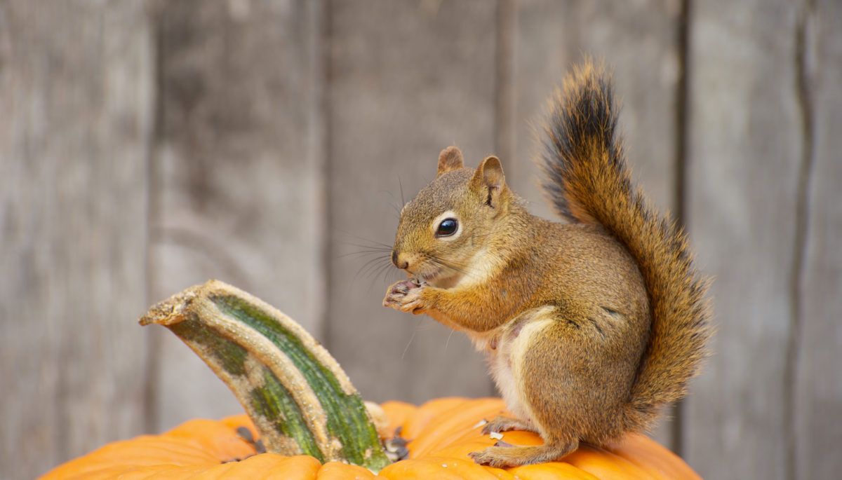 A squirrel sits on a pumpkin