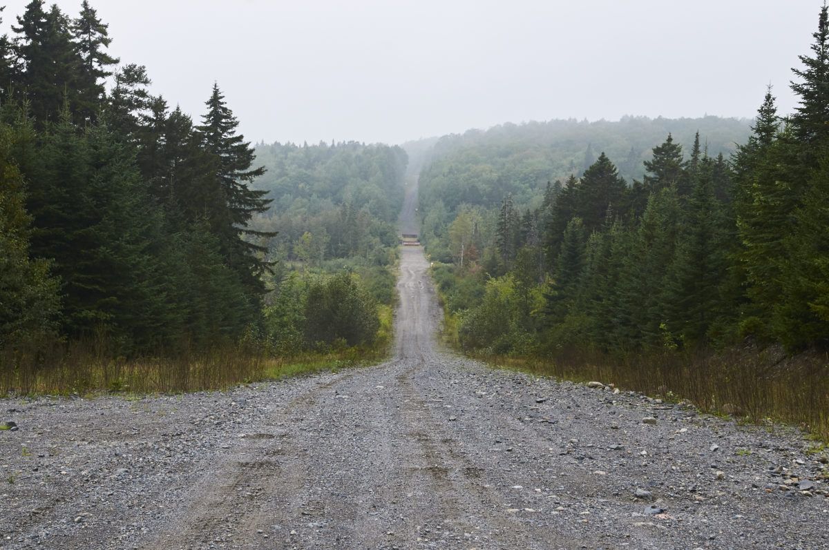 A gravel road through the forest