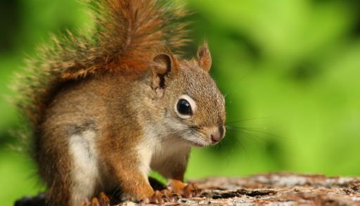 A-red-squirrel-sits-on-a-branch-against-a-green-background