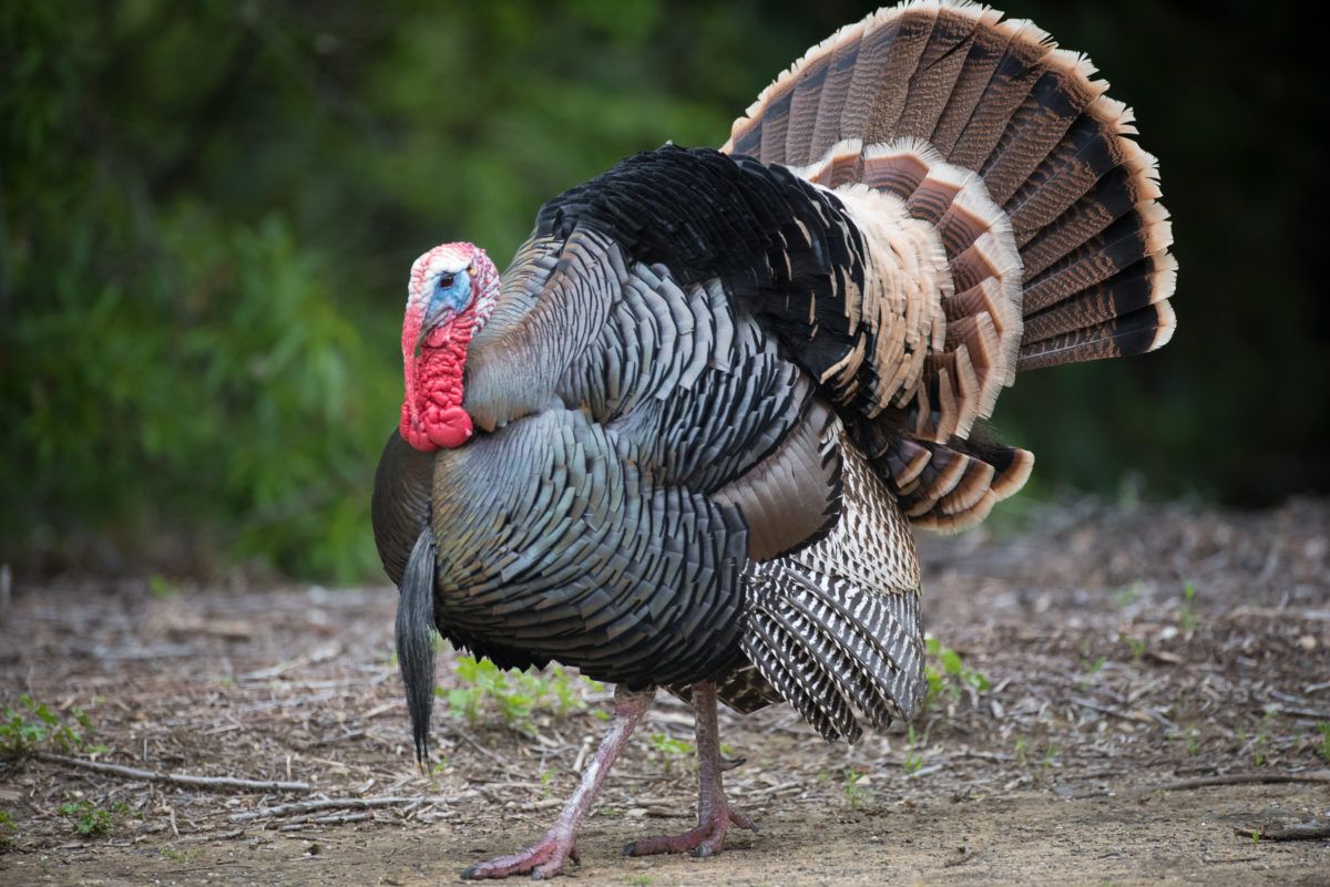 A-male-wild-turkey-with-a-red-wattle-struts-for-females