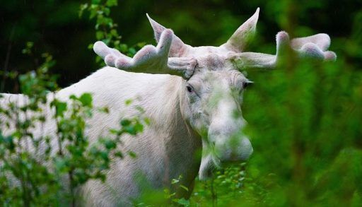White moose amongst some green trees