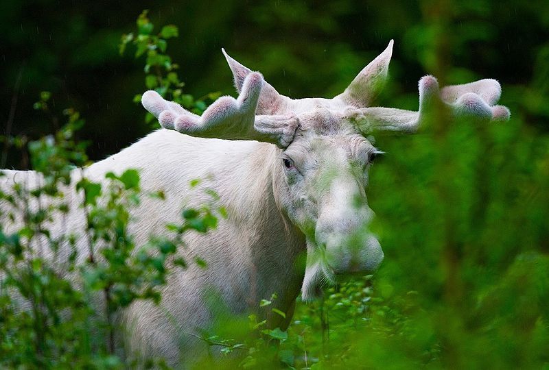 White moose amongst some green trees