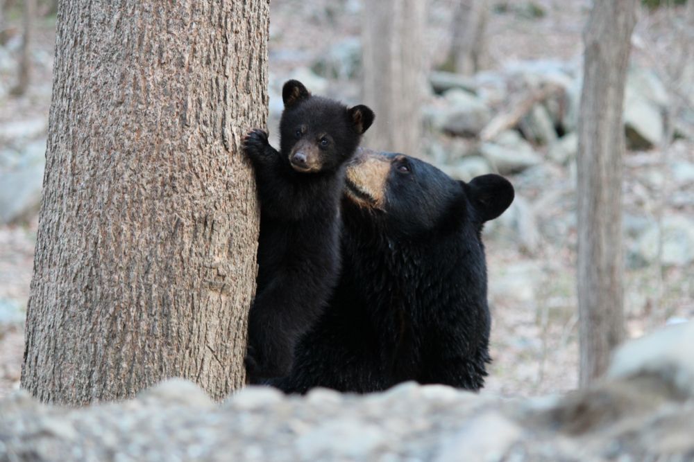 A black bear with a cub
