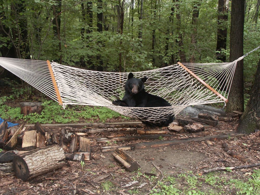 A black bear sits in a hammock