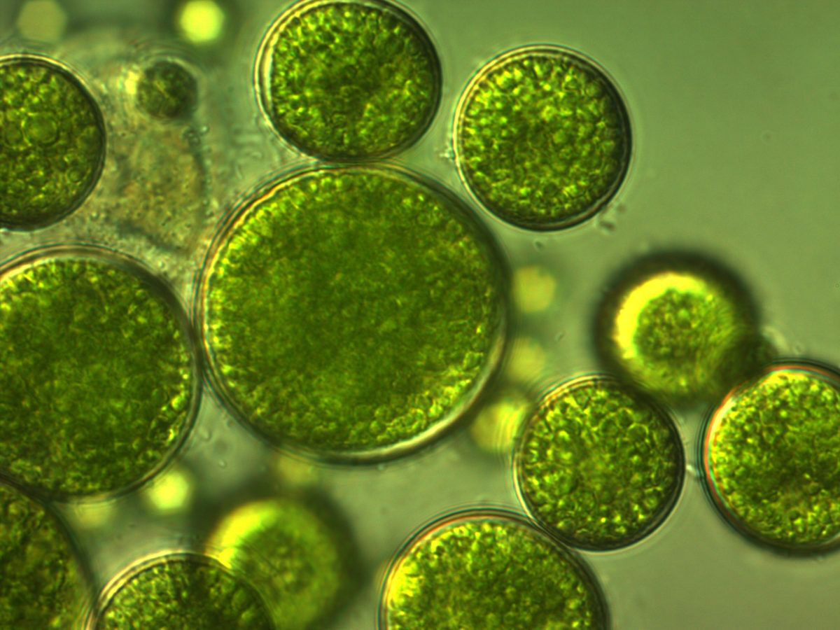 green-algae-with-large-cells