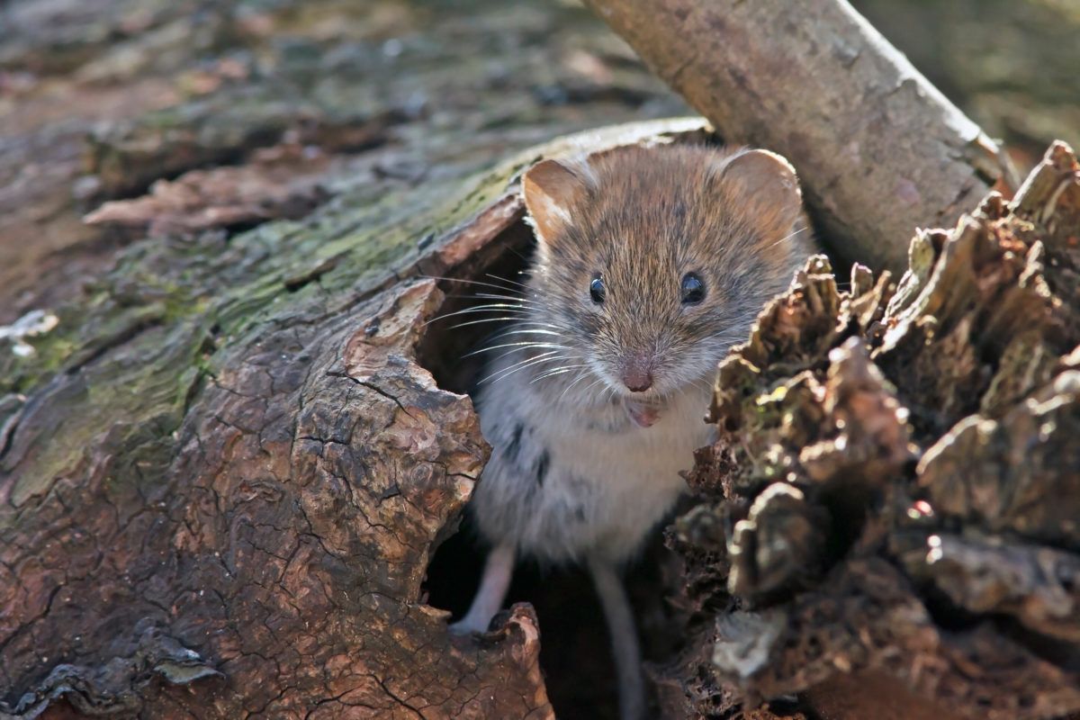 A closeup of a small mouse sitting in a log.