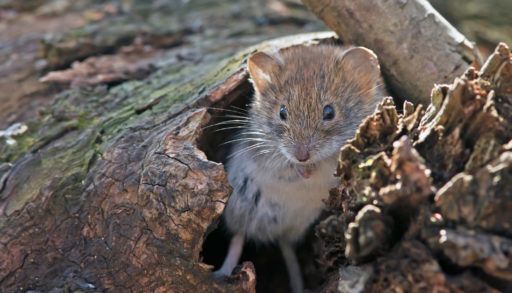 A closeup of a small mouse sitting in a log.