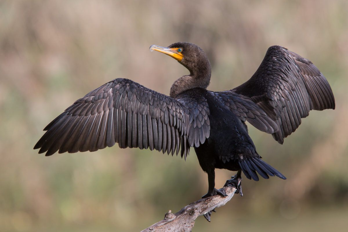 A double-crested cormorant drying its wings