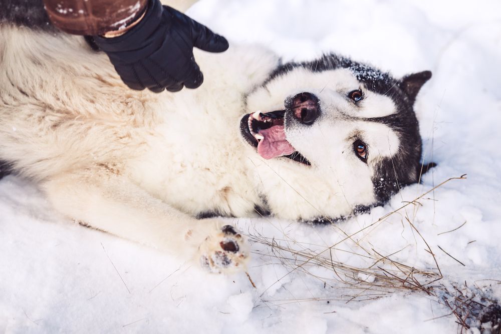 Malamute gets a tummy rub