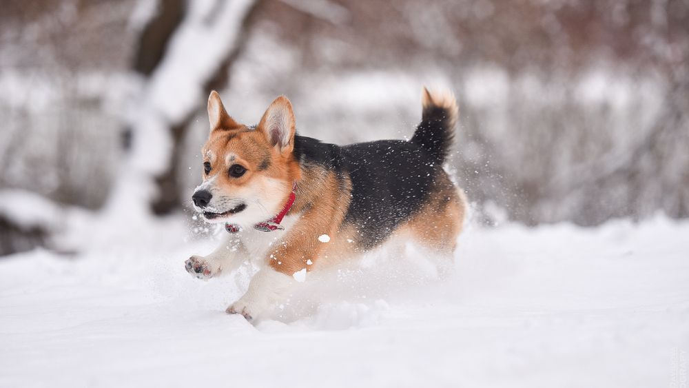 A corgi puppy runs through the snow