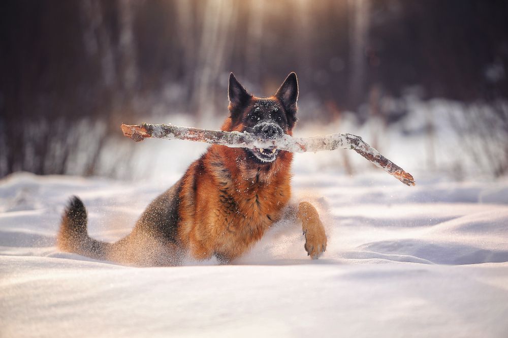 A German Shepherd carries a big stick through the snow