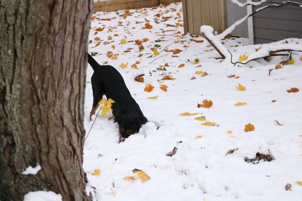 A dark-coloured dog buries something in the snow