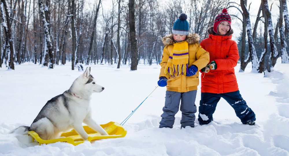 Two boys in snowsuits pull a husky on a sled