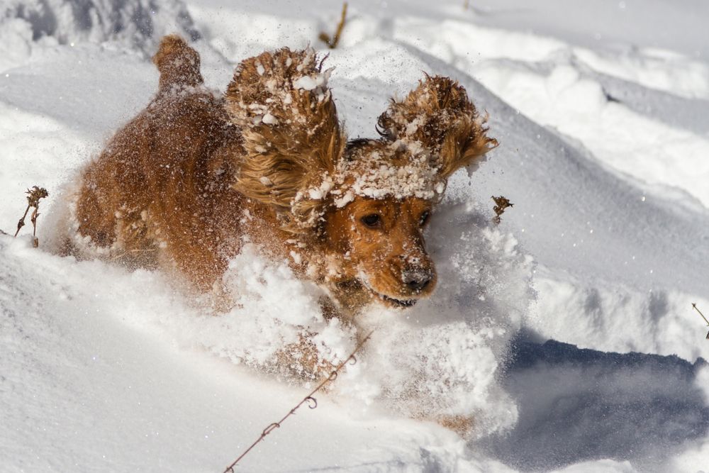 A spaniel runs through the snow with ears flying