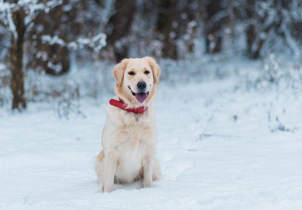 A golden retriever sits in the snow