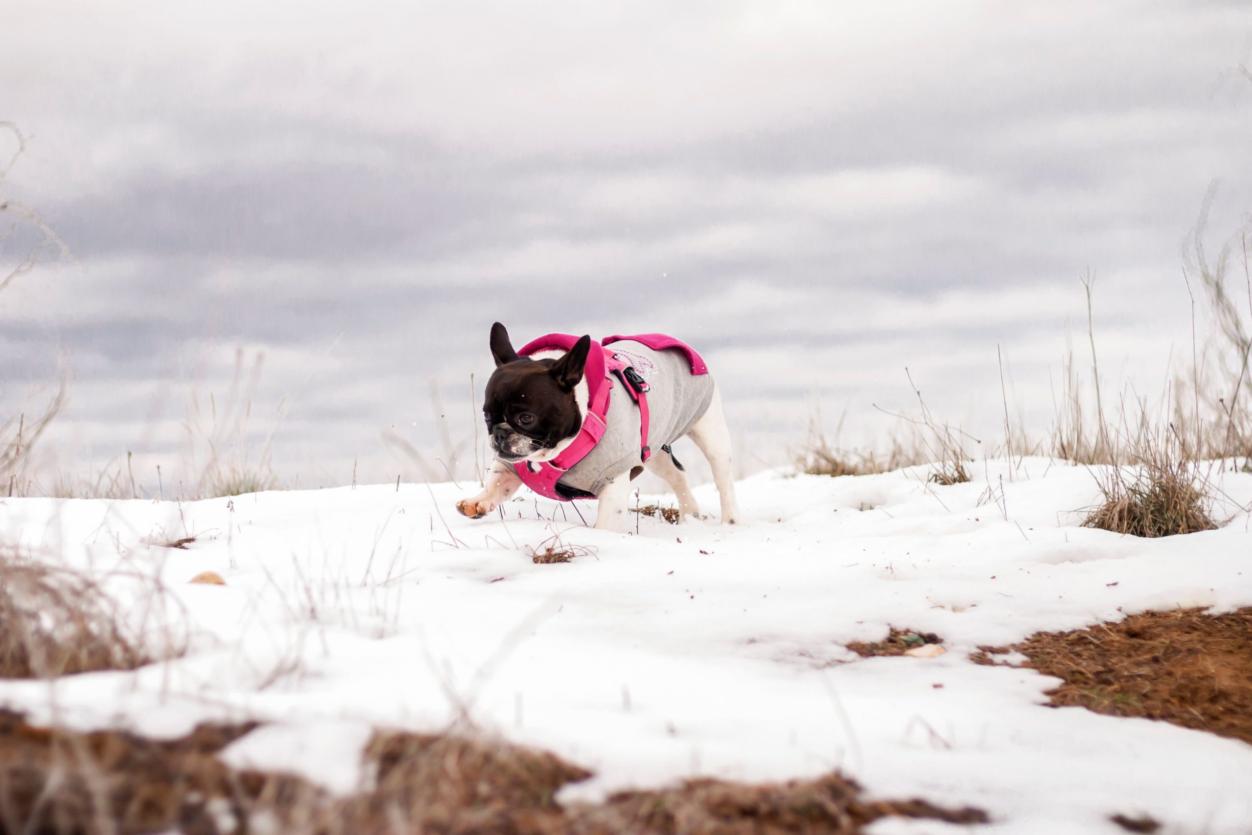 A French bulldog walks through the snow