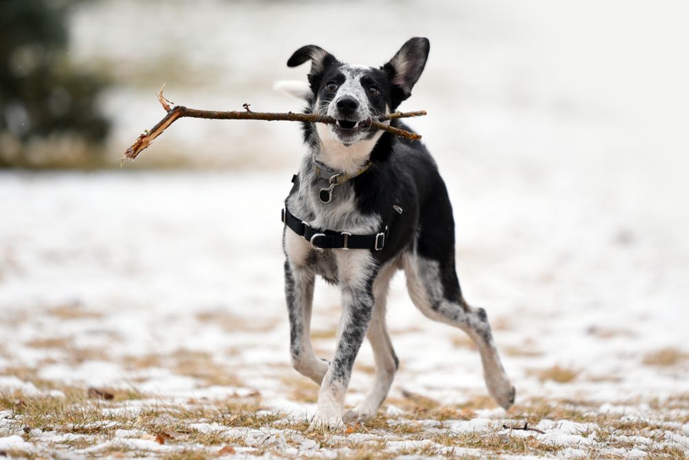 A border collie mix carrying a stick