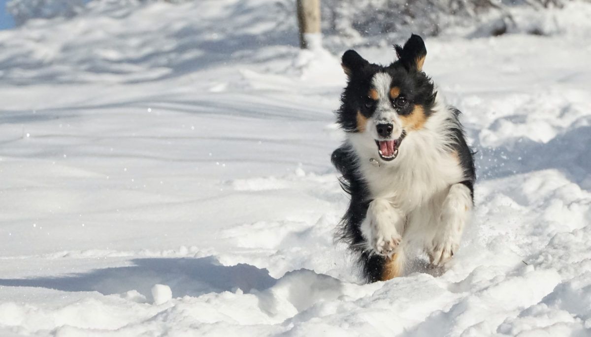 An Australian shepherd runs through the snow