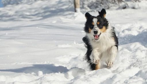 An Australian shepherd runs through the snow