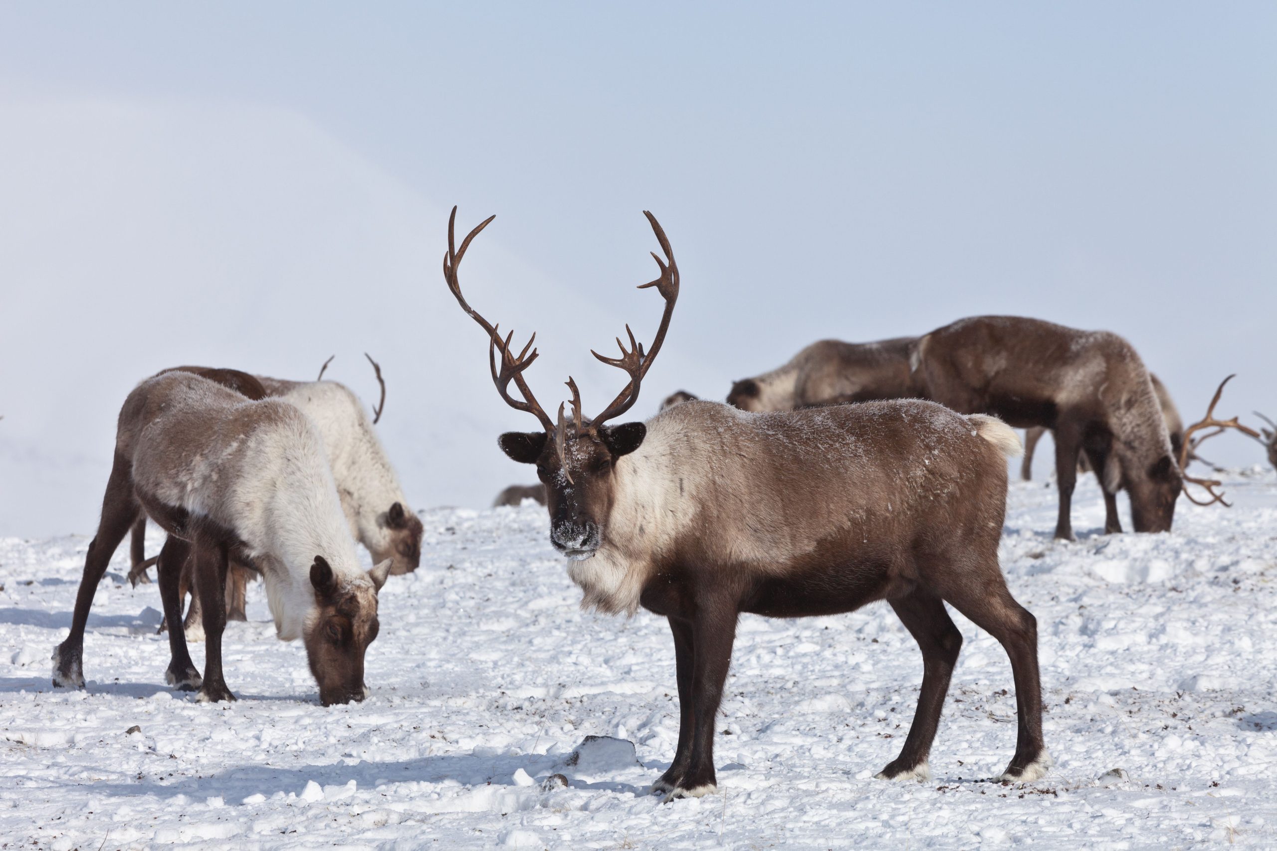 Caribou group on pastures