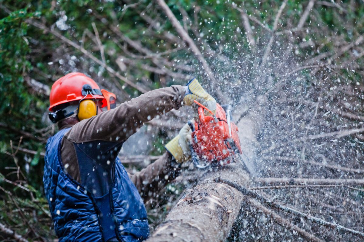 A lumberjack cutting a tree