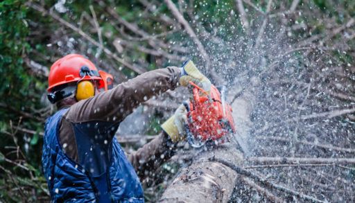 A lumberjack cutting a tree