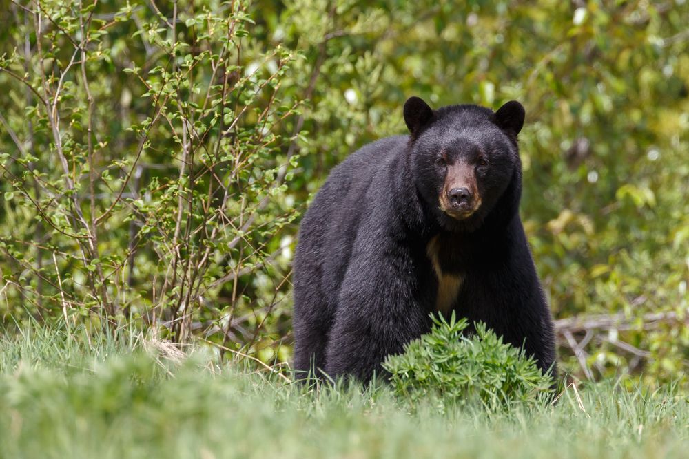 A black bear stands on grass and looks angry