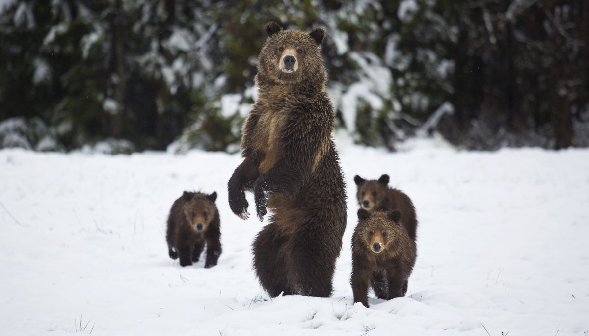 grizzly-bear-with-cubs-in-snow