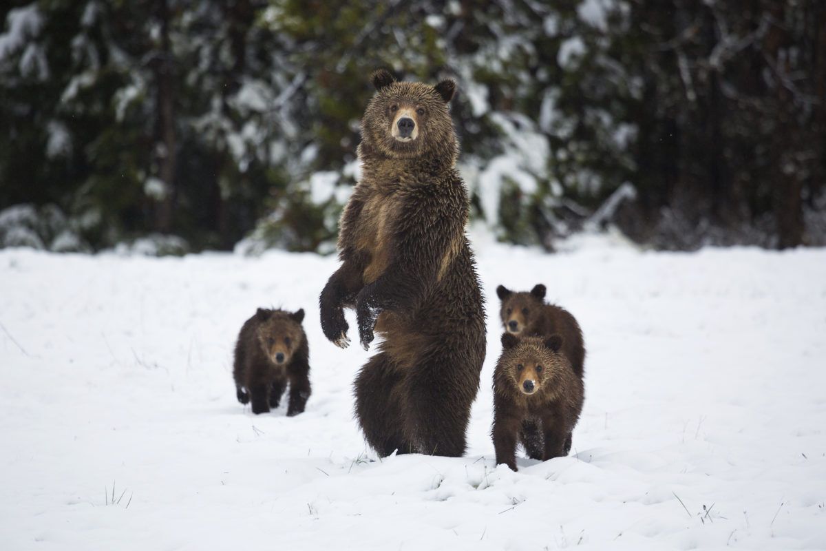 grizzly-bear-with-cubs-in-snow