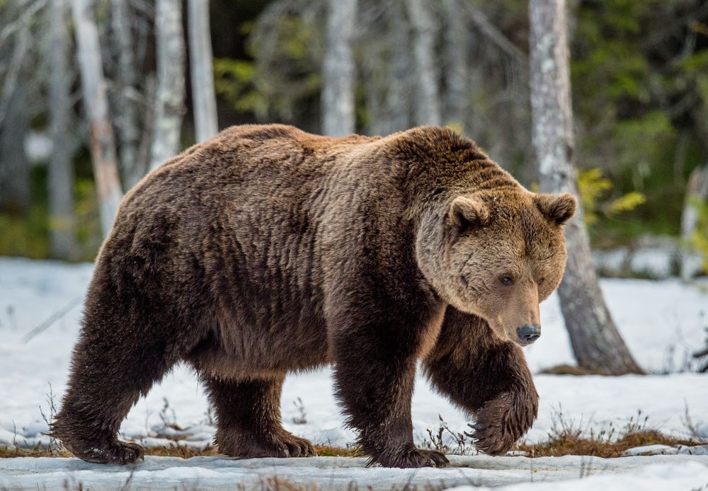 A bear walks through a snowy wood