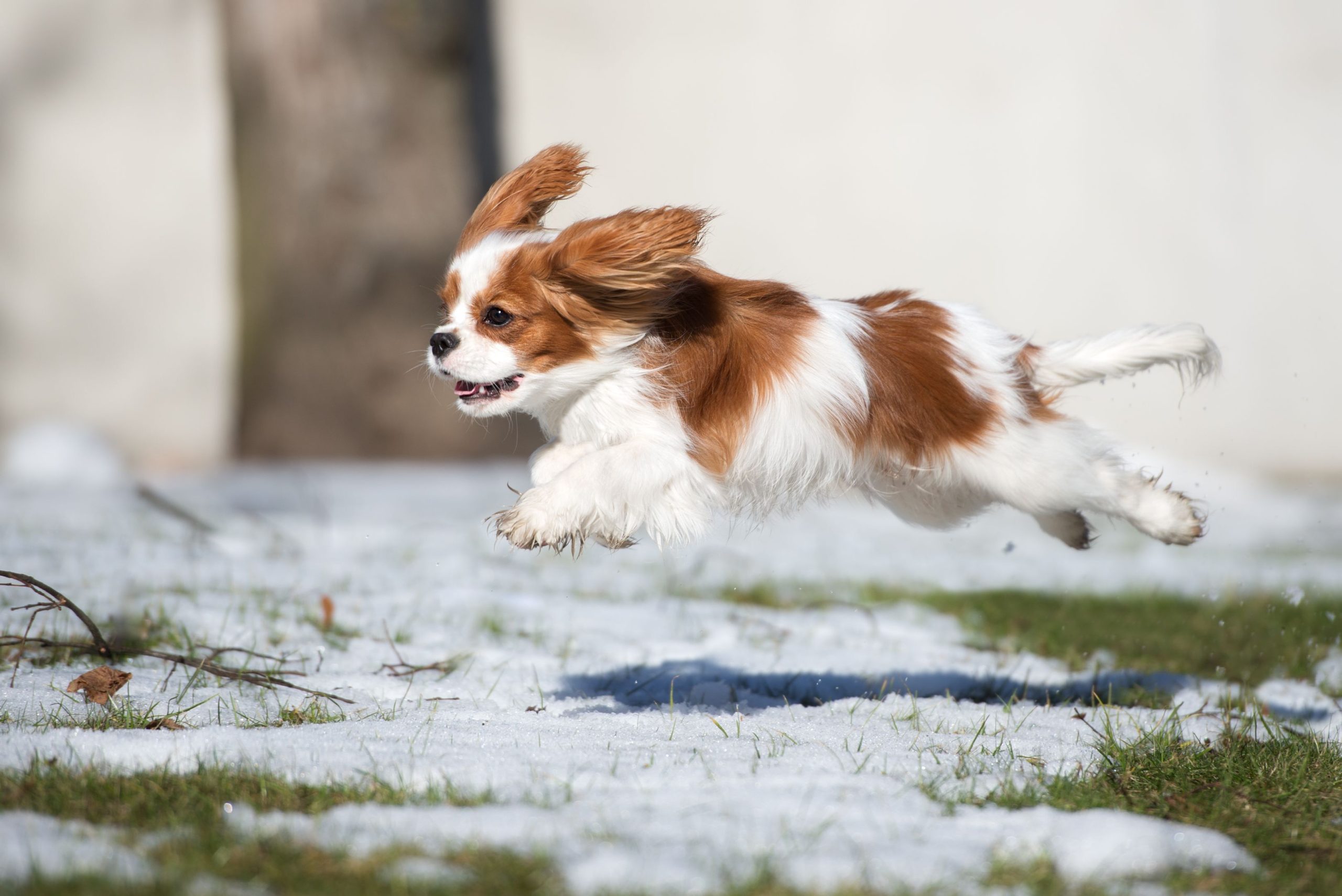 dog-jumping-through-the-snow-winter