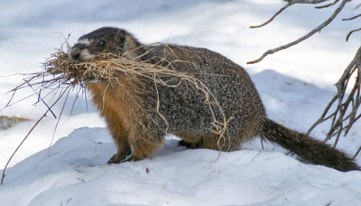 Yellow-bellied Marmot (Marmota flaviventris) carrying grass to line its burrow for warmth and comfort.