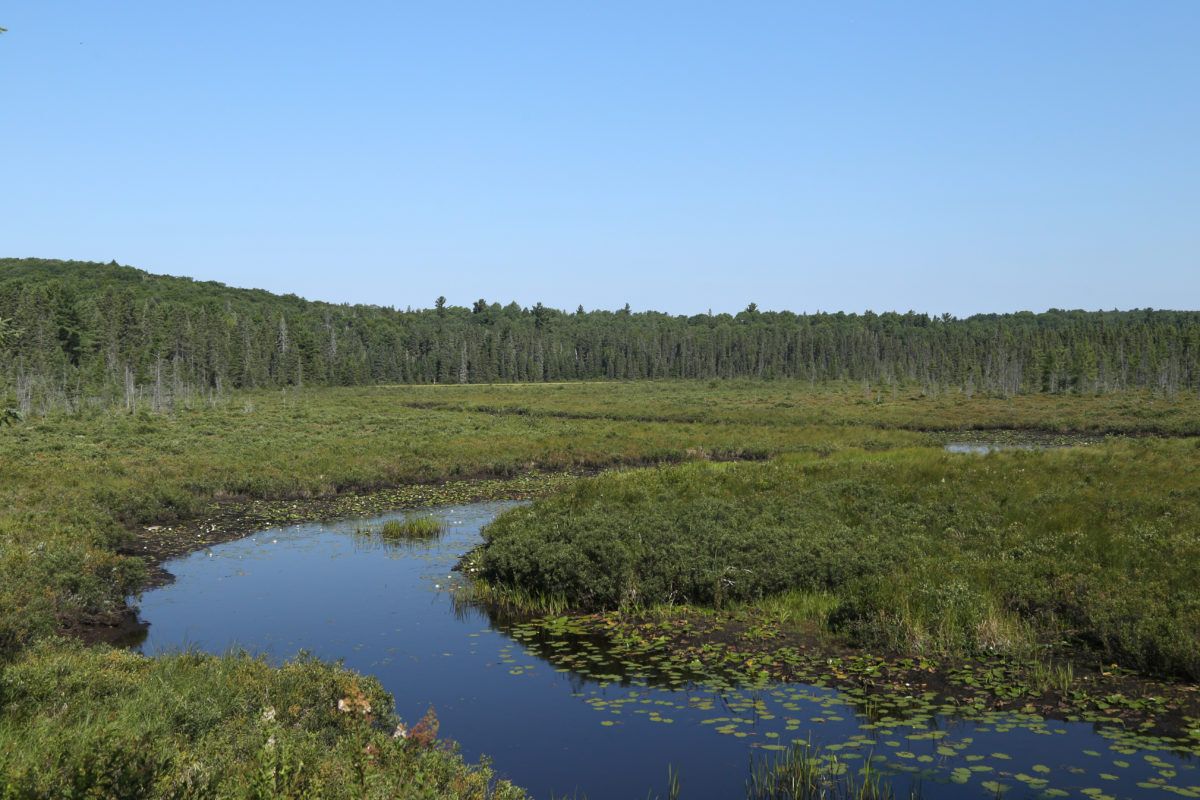 Spruce Bog, Algonquin Provincial Park, Ontario