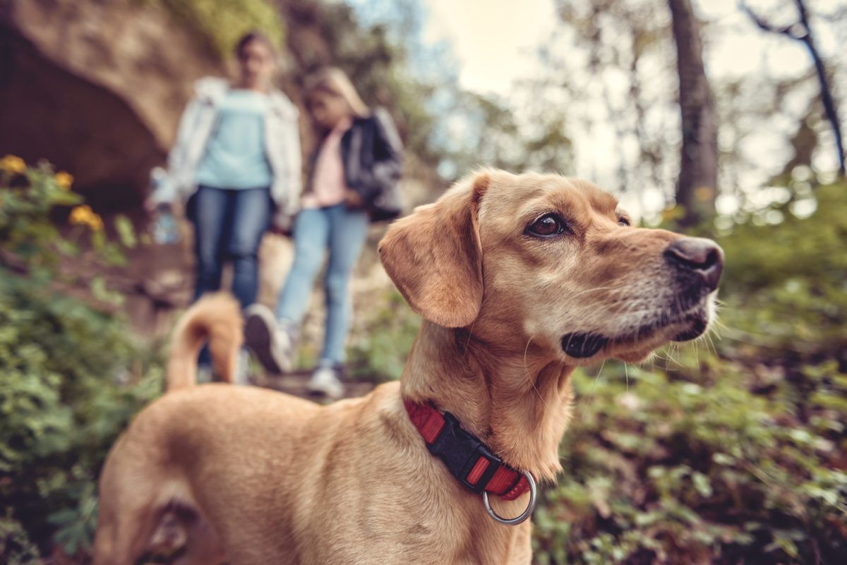 A brown dog in the woods with a couple.