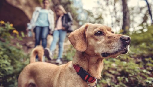 A brown dog in the woods with a couple.